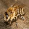 bee macro