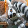 Lemur puzzle